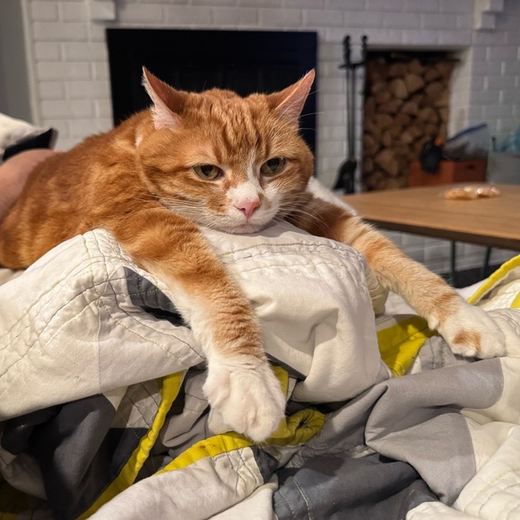 catsforgold